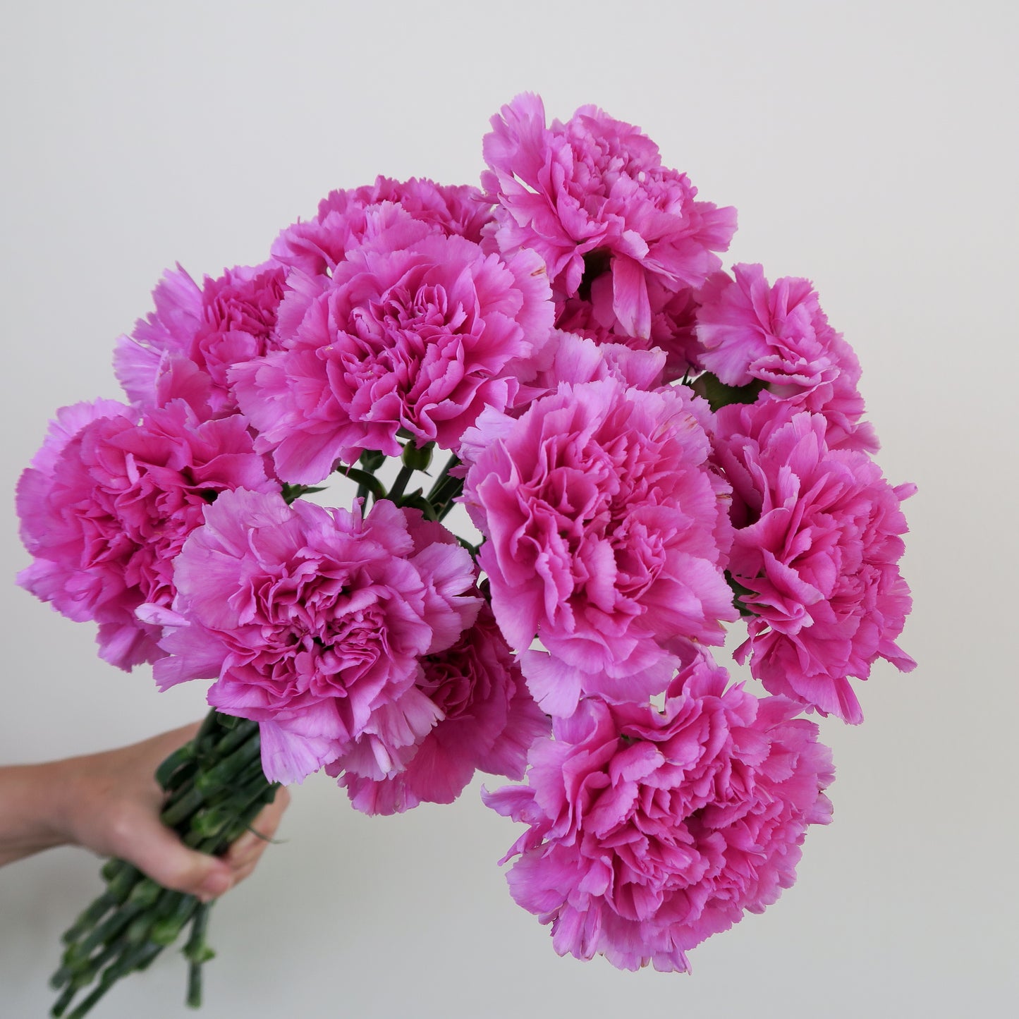 Bunch of 10 Pink Carnations