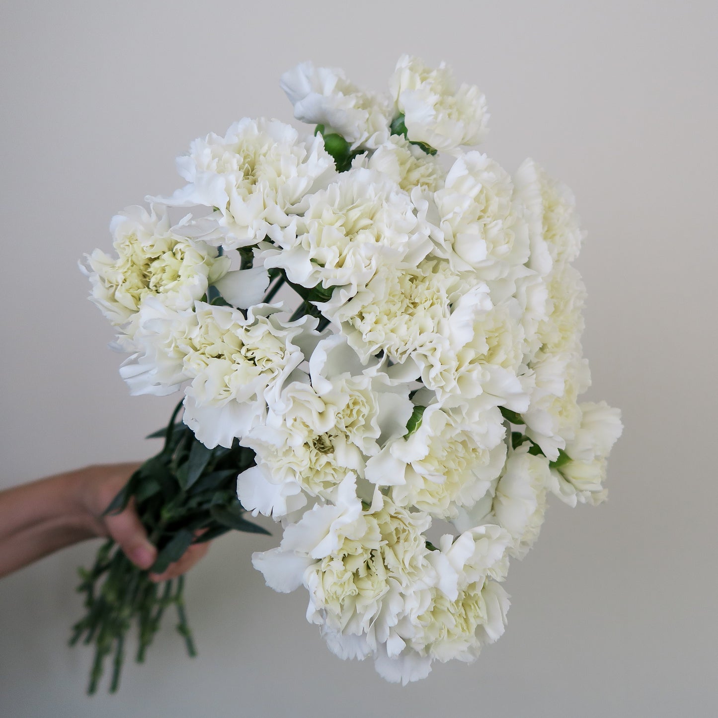 Bunch of 10 White Carnations