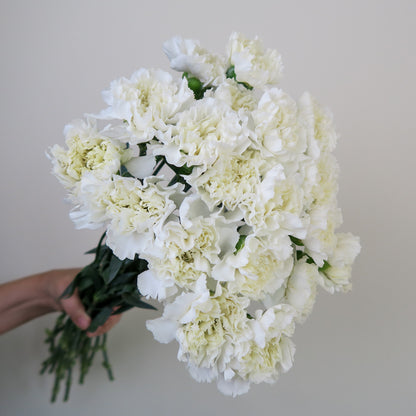 Bunch of 10 White Carnations