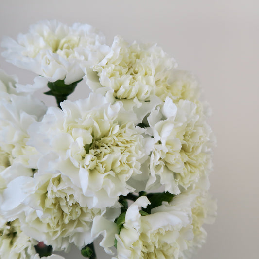 Bunch of 10 White Carnations