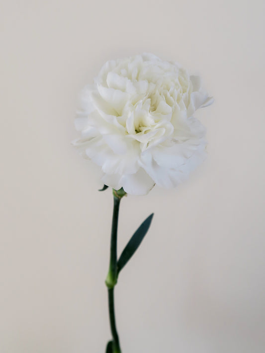 Bunch of 10 White Carnations