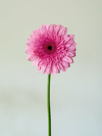 Bunch of 5 Pink Gerbera