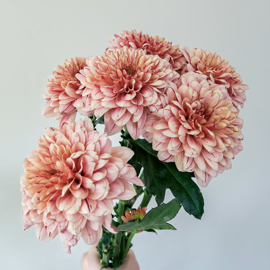 Bunch of 10 Coral Chrysanthemums