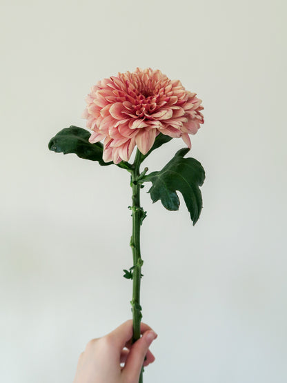 Bunch of 10 Coral Chrysanthemums