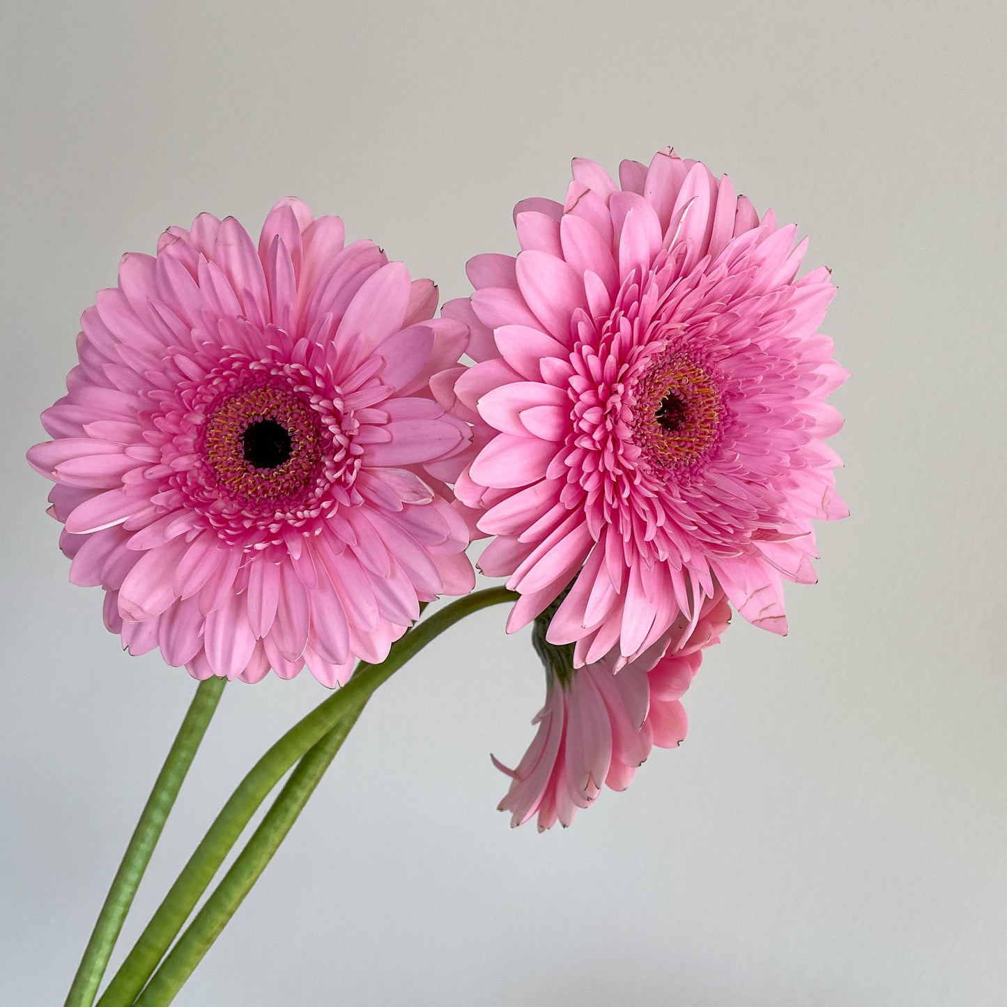 Bunch of 5 Pink Gerbera