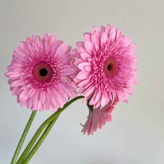 Bunch of 5 Pink Gerbera