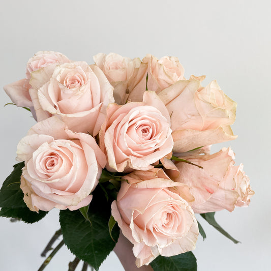 Bunch of 10 Light Pink Roses