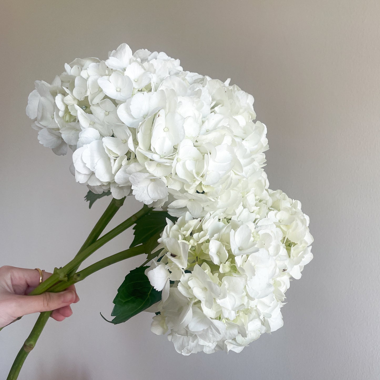 Bunch of 3 White Hydrangeas