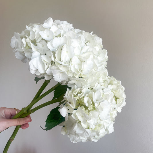 Bunch of 3 White Hydrangeas