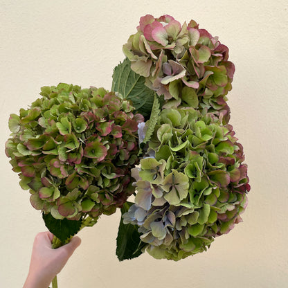 Bunch of 3 Green Hydrangea
