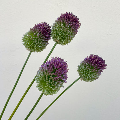 Bunch of 10 Allium Bullit