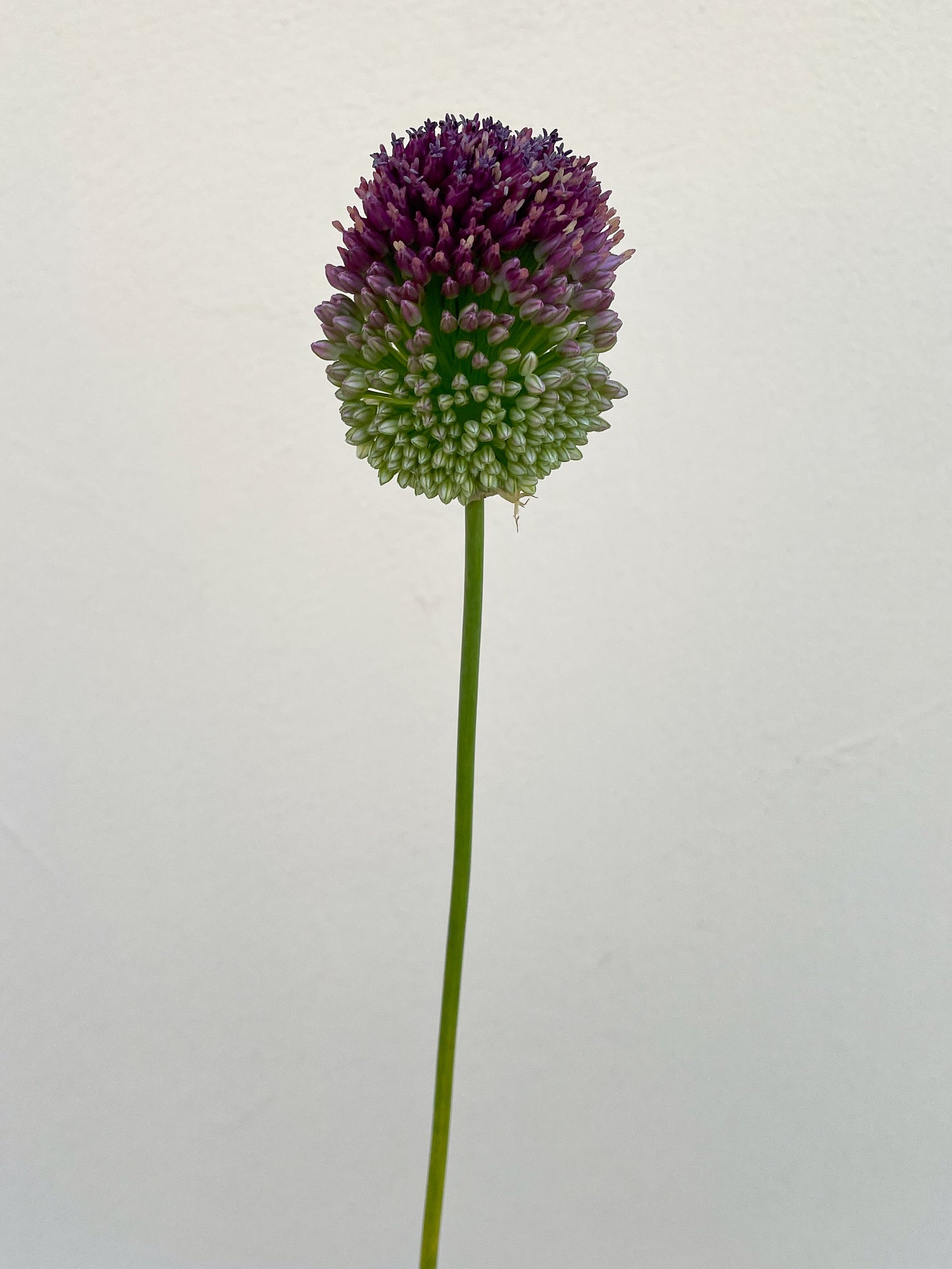 Bunch of 10 Allium Bullit