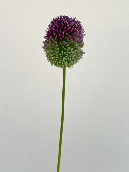 Bunch of 10 Allium Bullit