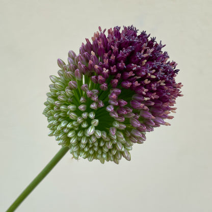 Bunch of 10 Allium Bullit