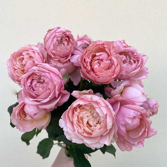 Bunch of 10 Pink Julieta Spray Roses