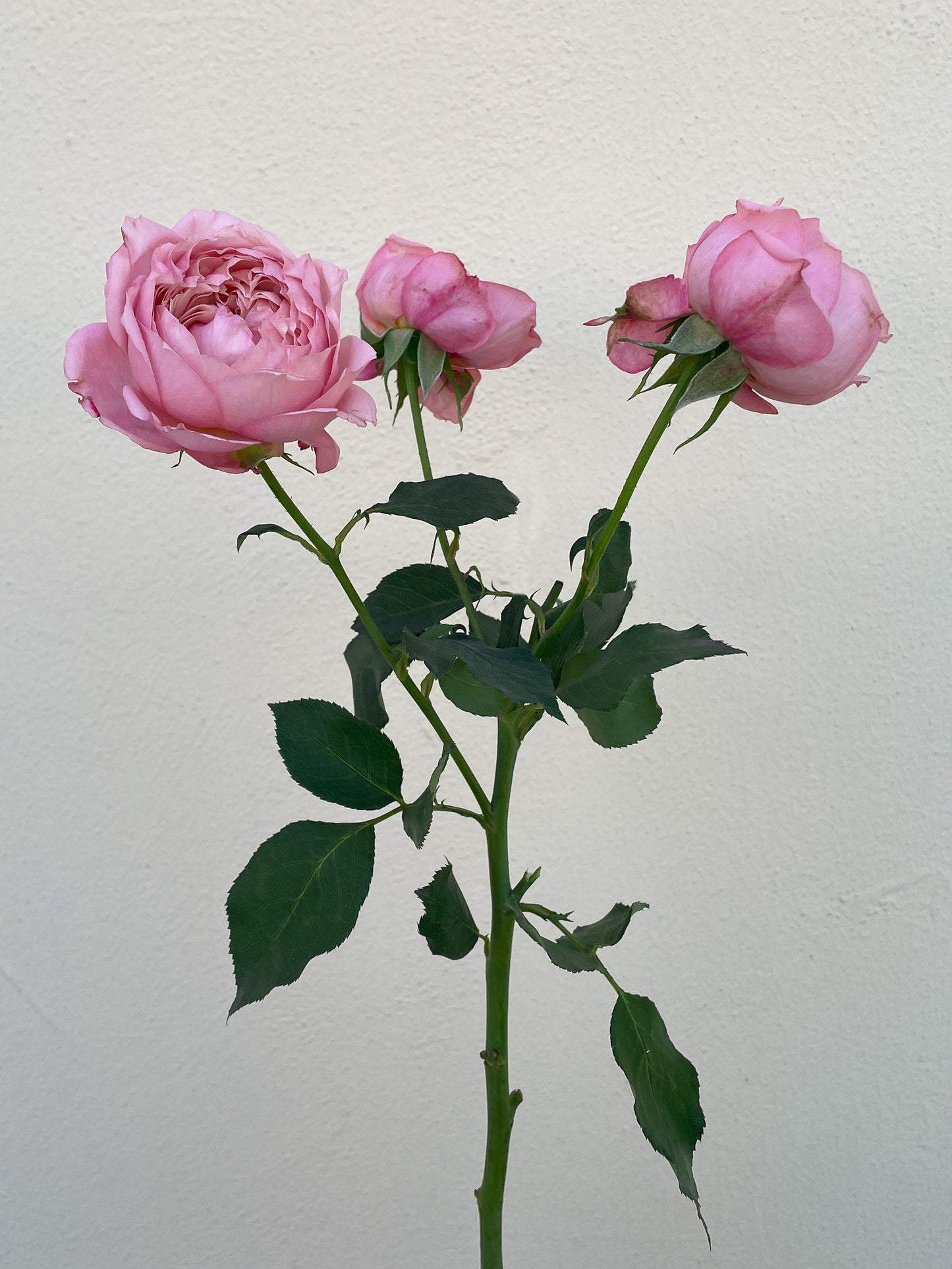 Bunch of 10 Pink Julieta Spray Roses