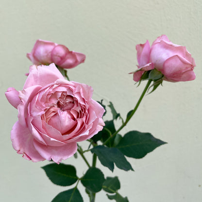 Bunch of 10 Pink Julieta Spray Roses