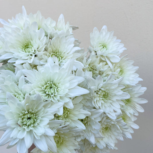 Bunch of 10 White Spray Chrysanthemums