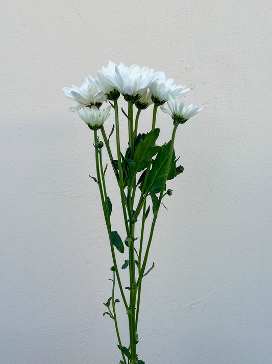Bunch of 10 White Spray Chrysanthemums