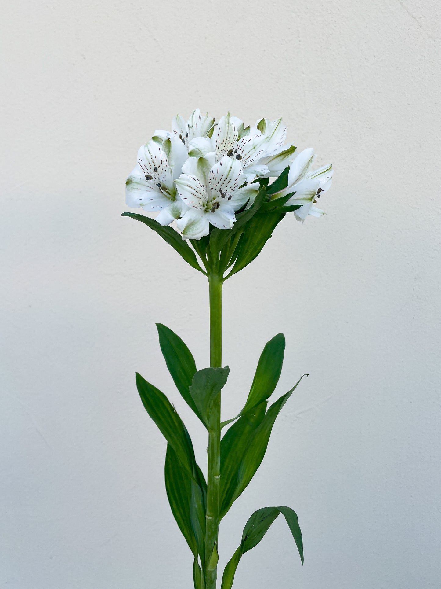 Bunch of 10 White Alstroemeria