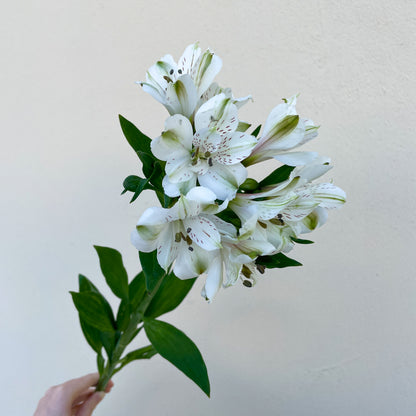 Bunch of 10 White Alstroemeria