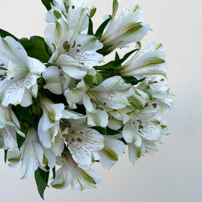 Bunch of 10 White Alstroemeria
