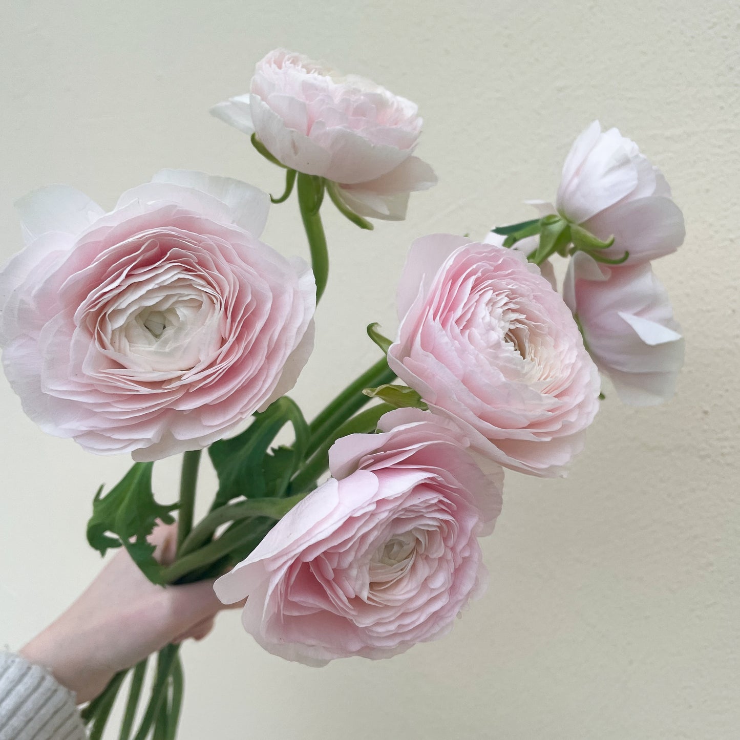 باقه من 20 - زهره التيولب