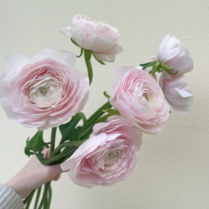 باقه من 20 - زهره التيولب