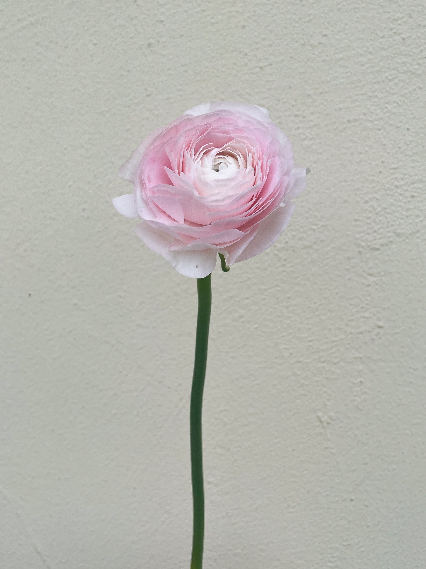 باقه من 20 - زهره التيولب