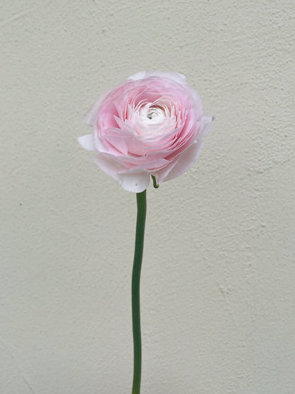 باقه من 20 - زهره التيولب