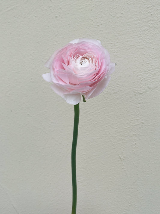 باقه من 20 - زهره التيولب