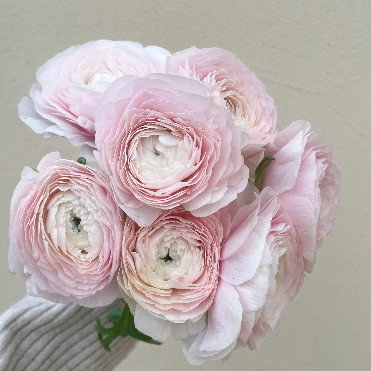 باقه من 20 - زهره التيولب