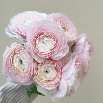 باقه من 20 - زهره التيولب