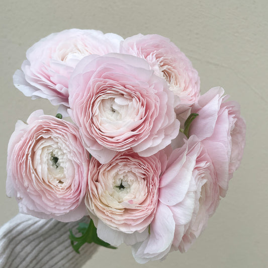 باقه من 20 - زهره التيولب