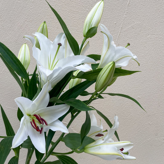 Bunch of 10 White Lily