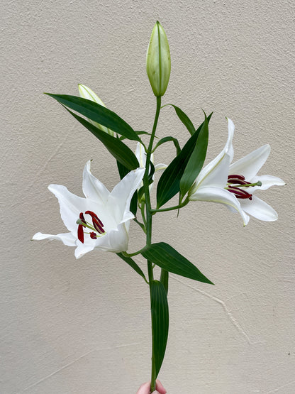 Bunch of 10 White Lily