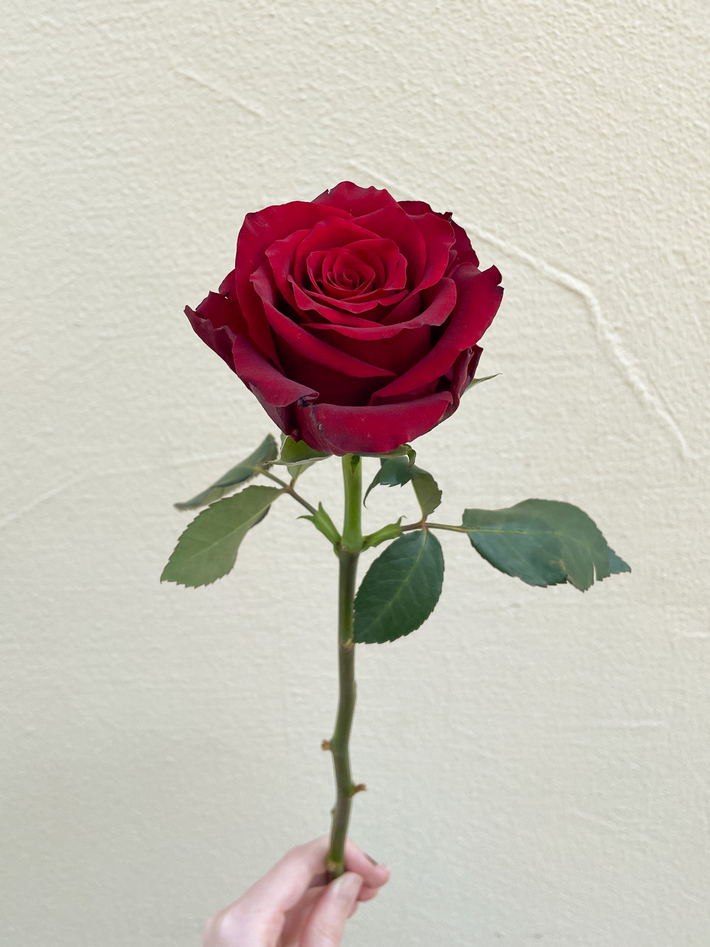 باقة من 20 روز احمر - افير ريد