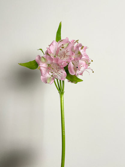 Bunch of 10 Alstroemeria Pink