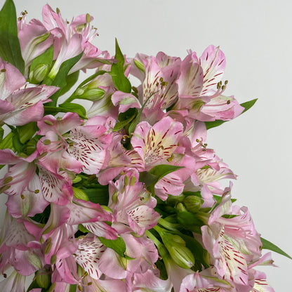 Bunch of 10 Alstroemeria Pink