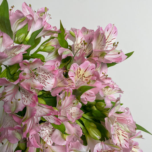 Bunch of 10 Alstroemeria Pink