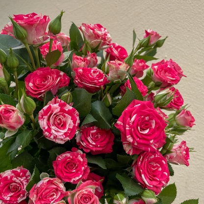 Bunch of 10 Fireworks Spray Roses