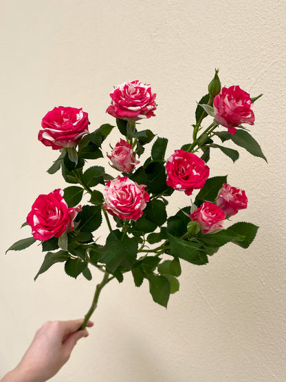 Bunch of 10 Fireworks Spray Roses