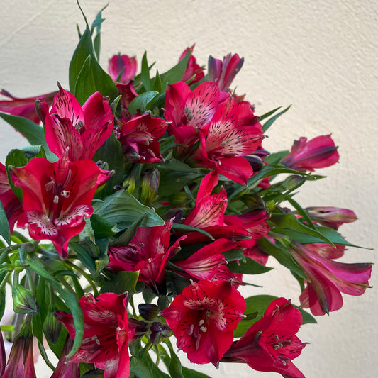 Bunch of 10 Red Alstroemeria