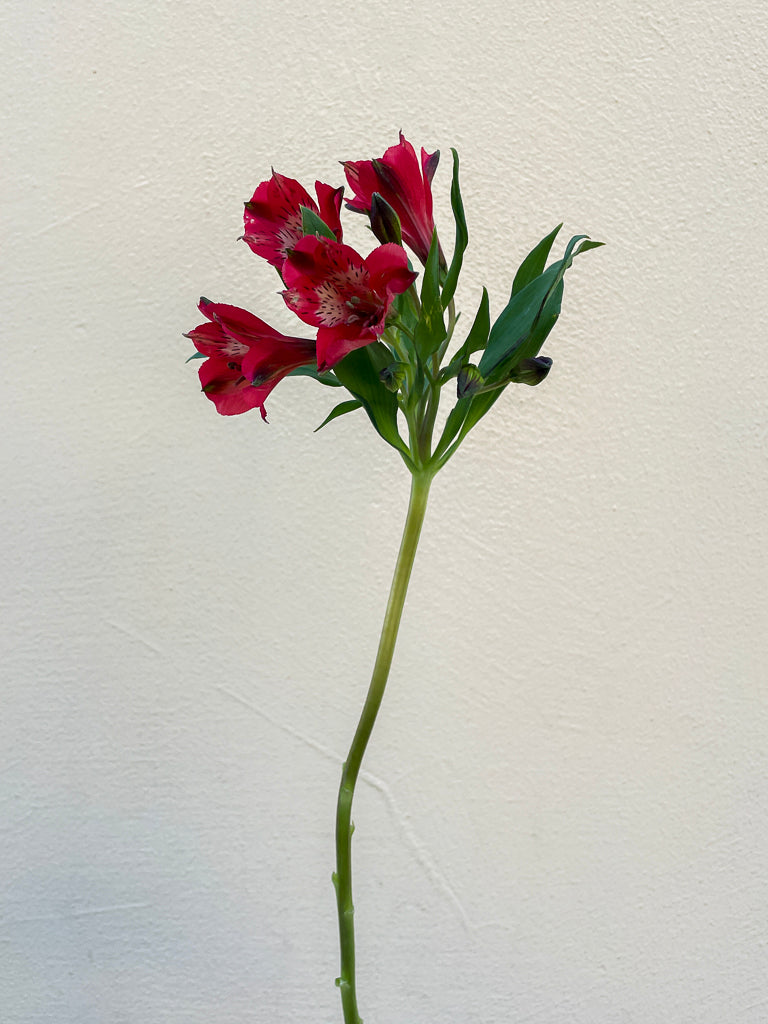 Bunch of 10 Red Alstroemeria