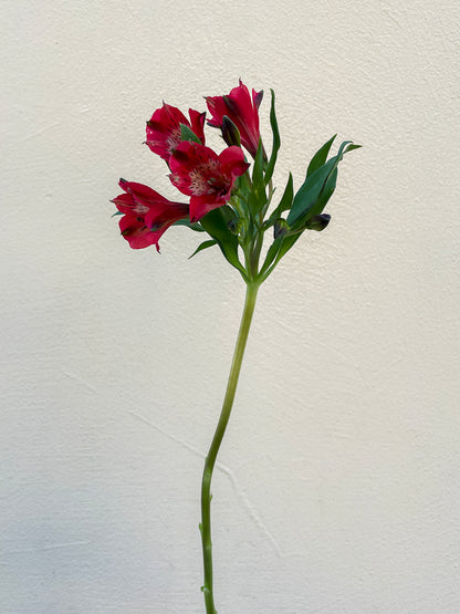 Bunch of 10 Red Alstroemeria