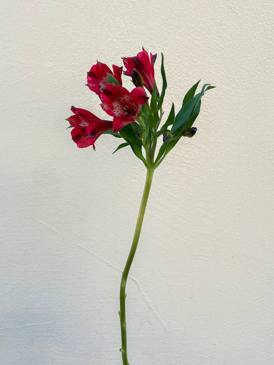 Bunch of 10 Red Alstroemeria