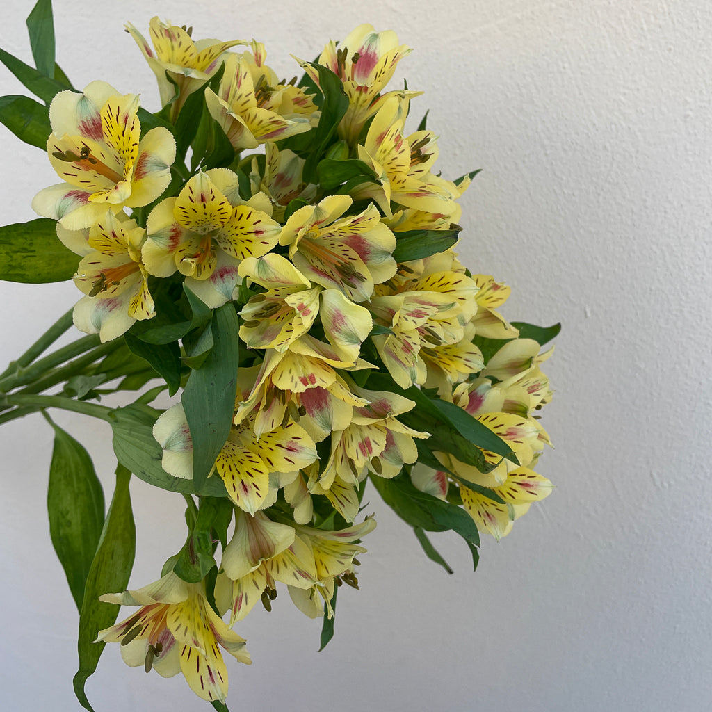 Bunch of 10 Yellow Alstroemeria