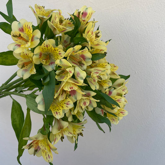Bunch of 10 Yellow Alstroemeria