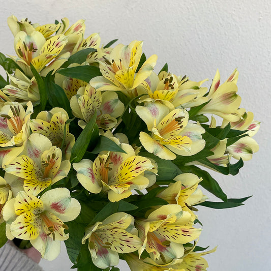 Bunch of 10 Yellow Alstroemeria