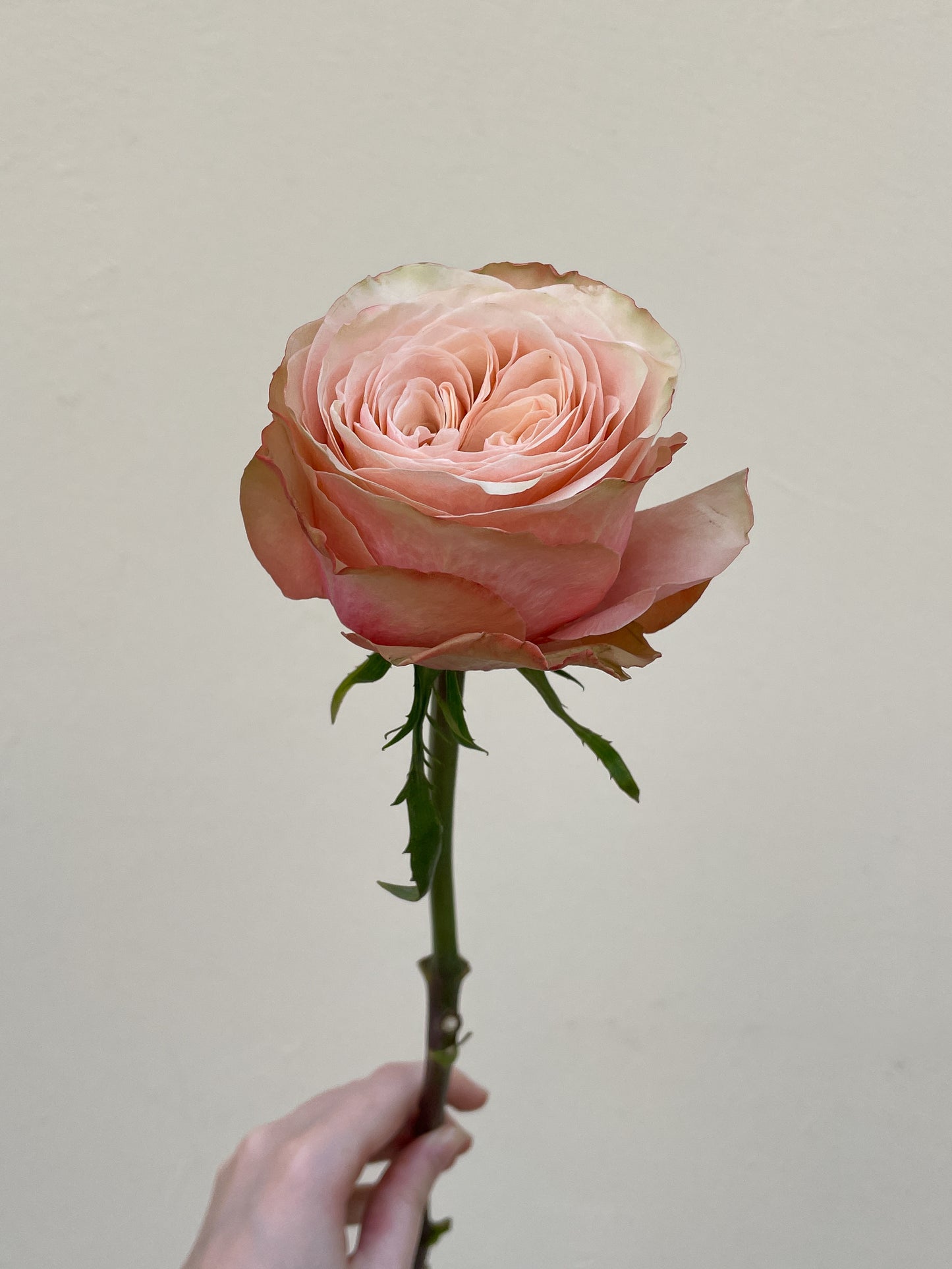 Bunch of 8 Kahala Roses